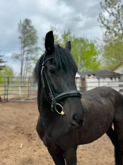 2yr Morgan x friesian, View more