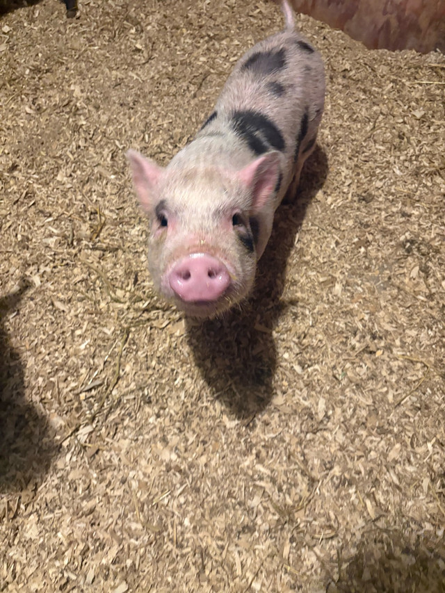 Pot Belly Piglets in Livestock in Kawartha Lakes