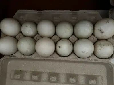 Pekin duck eggs, for hatching. Text to place order!! Pure bred Pekin duck drakes paired with pure br...