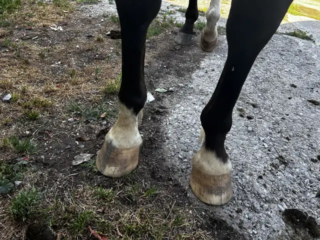 horse for sale in Horses & Ponies for Rehoming in Barrie - Image 8