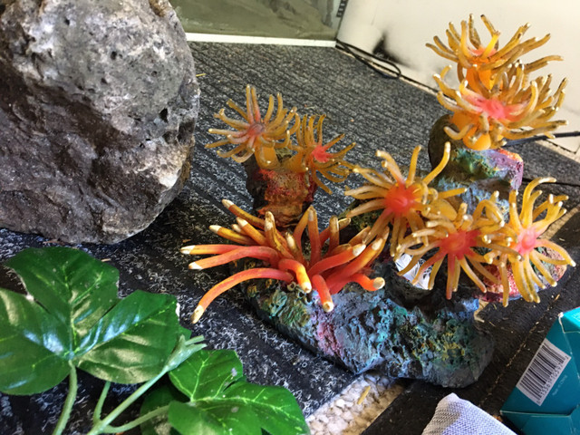 Aquarium Decorations Ornaments Tank - Pickering  in Fish for Rehoming in City of Toronto