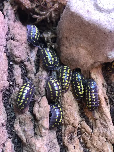 Armadillidium gestroi, View more