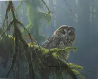 Robert Bateman Mossy Branches Spott Owl Framed Pro Excellent con