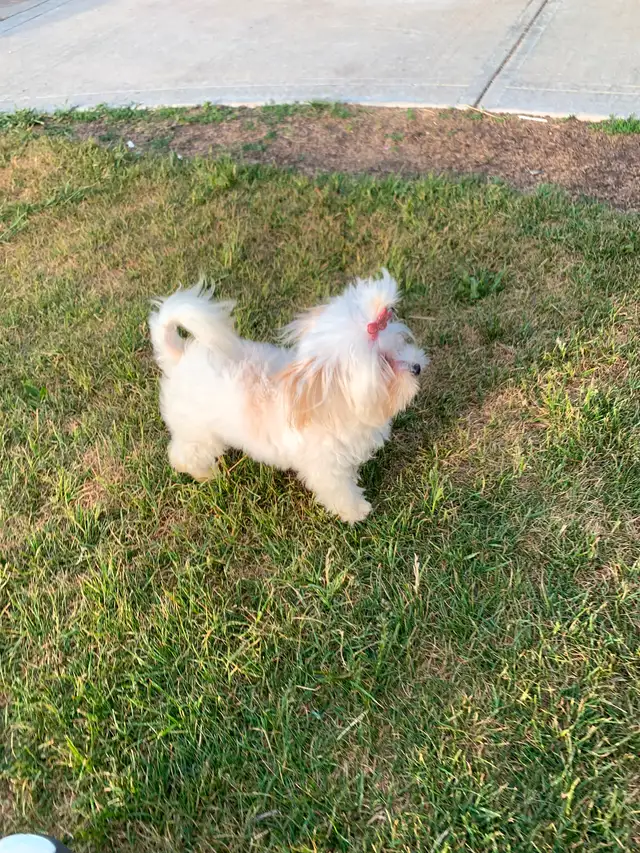 Maltipoo older pup in Dogs & Puppies for Rehoming in Edmonton - Image 6