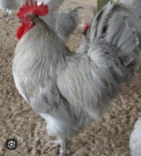 Wanted lavender Orpington Rooster