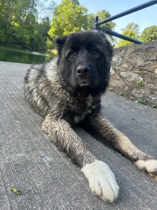 Caucasian shepherd puppy 6 months old  in Dogs & Puppies for Rehoming in Mississauga / Peel Region - Image 5