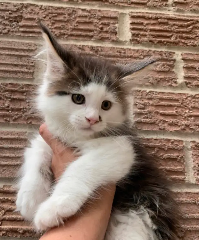 Maine Coon Kittens XL