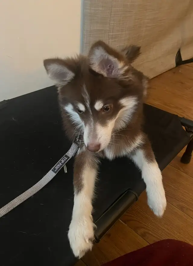 Pomsky puppy rehoming in Dogs & Puppies for Rehoming in City of Toronto - Image 4