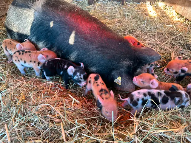 Registered Kune Kune Pigs for Sale in Livestock in Cranbrook - Image 10