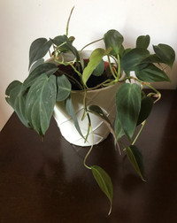 Philodendron micans in a white ceramic pot