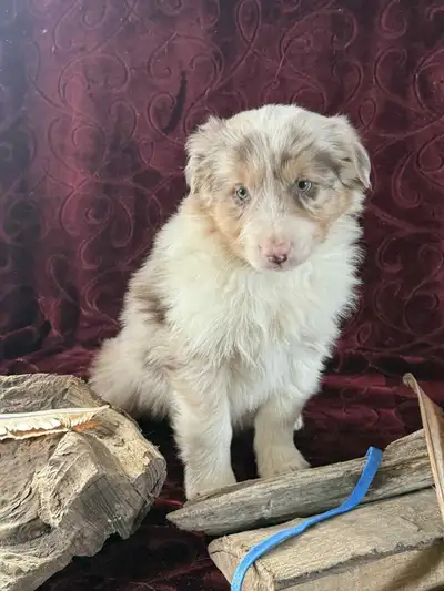 berger australien, View more