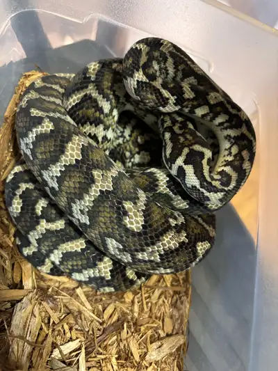 2022 female caramel DH albino/axanthic, View more
