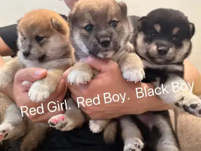Shiba inu puppies ready to go , View more