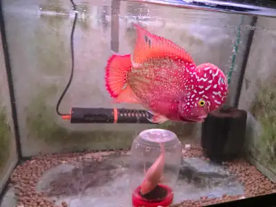 tres beau vip grade bientot finir de fade. 514-451-8438. aquarium flowerhorn kamfa discus poisson pl...