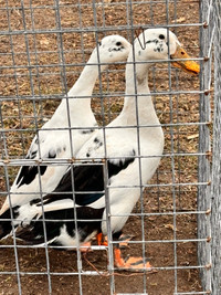 Ancona ducks 