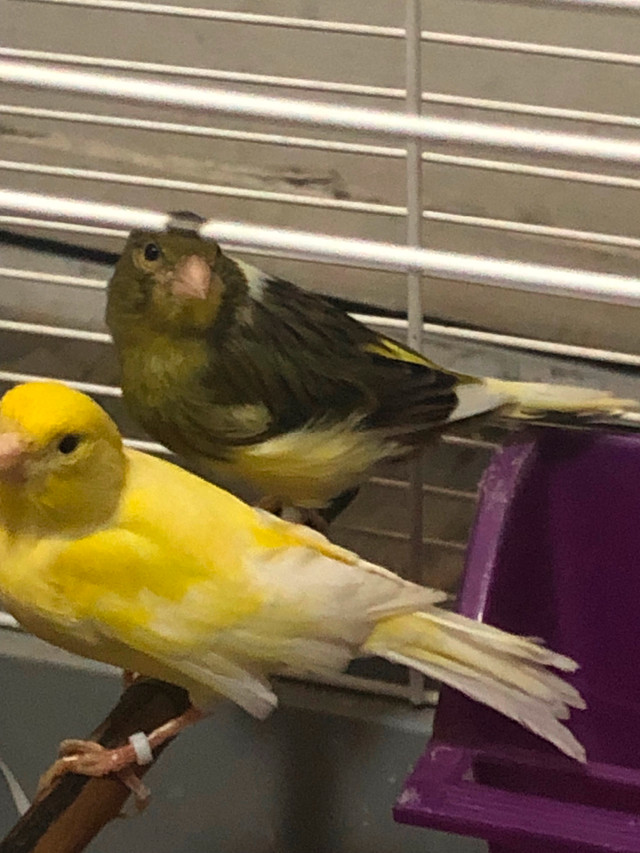 Female American Singer Canaries for sale in Birds for Rehoming in Hamilton