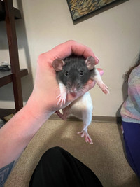 Rats to a good home