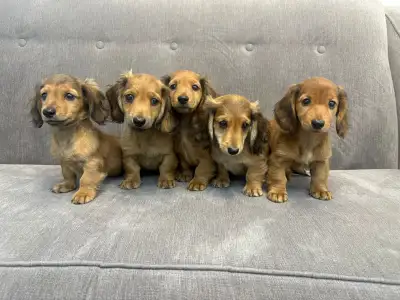 Mini Dachshund Puppies, View more