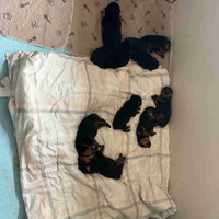 Purebred Rottweiler Puppies for Sale 