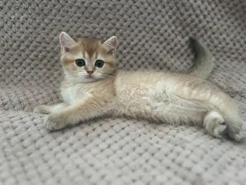 I have some adorable British shorthair kittens for sale! These little furballs are full of personali...