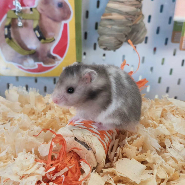 Baby Hamsters  in Small Animals for Rehoming in Mississauga / Peel Region