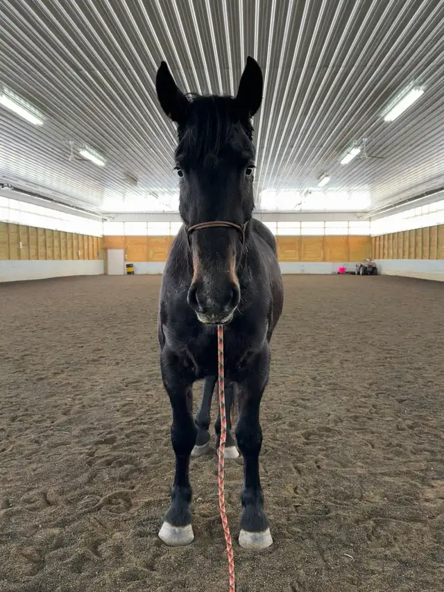 3 year old Friesian Sporthorse Filly under saddle  in Horses & Ponies for Rehoming in Fort St. John - Image 4