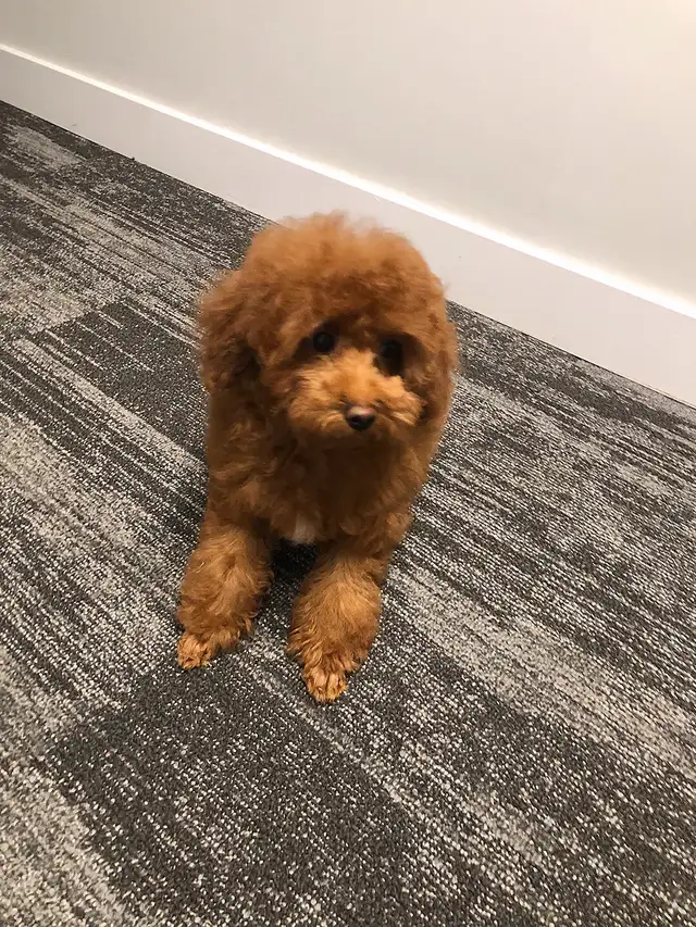 Pure Toy poodle, trained,fully vaccinated,health guarantee. in Dogs & Puppies for Rehoming in City of Toronto - Image 5