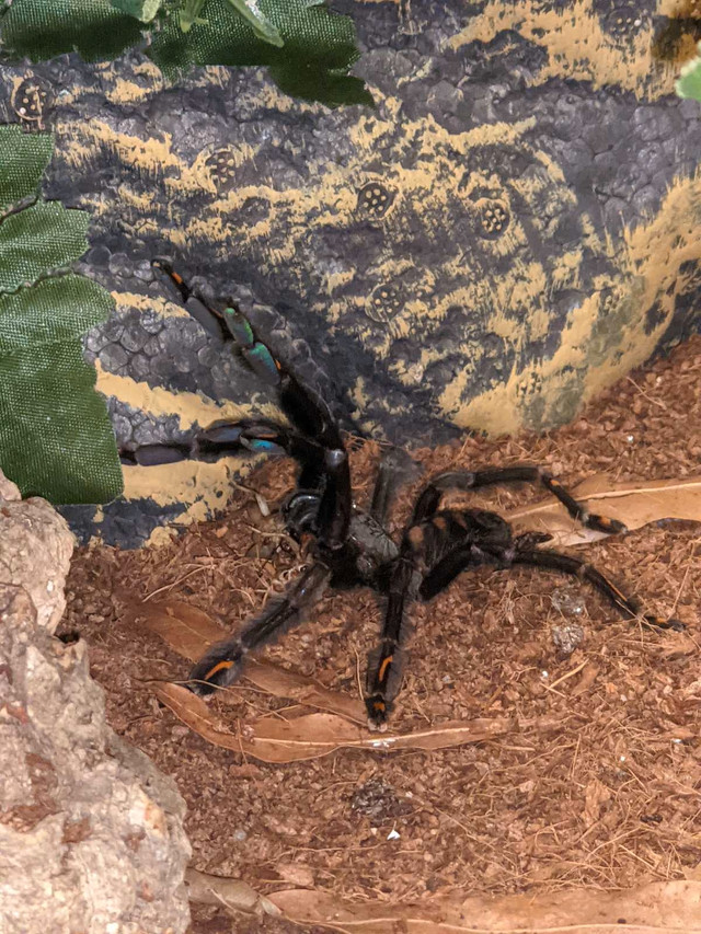 PRICE DROP - multiple tarantulas available in Other Pets for Rehoming in Calgary - Image 4