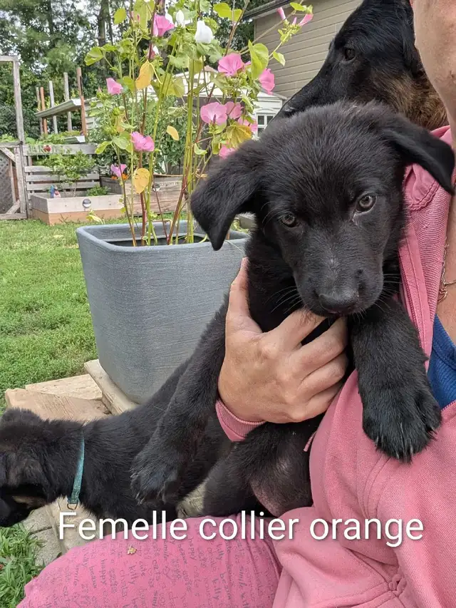 Berger Allemand (pure) DERNIERE FEMELLE in Dogs & Puppies for Rehoming in Trois-Rivières - Image 4