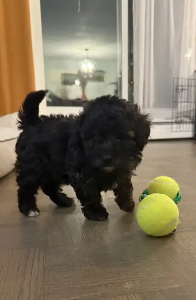 poodle puppies - 1 left, View more