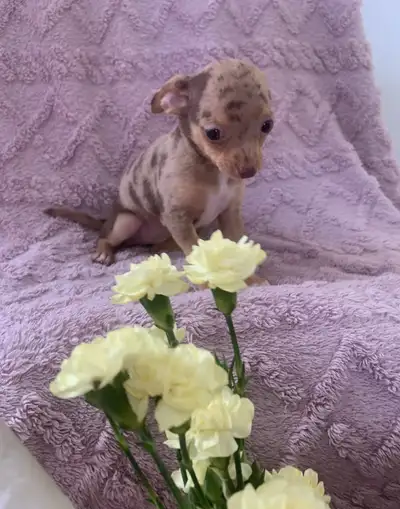 Chihuahua, View more