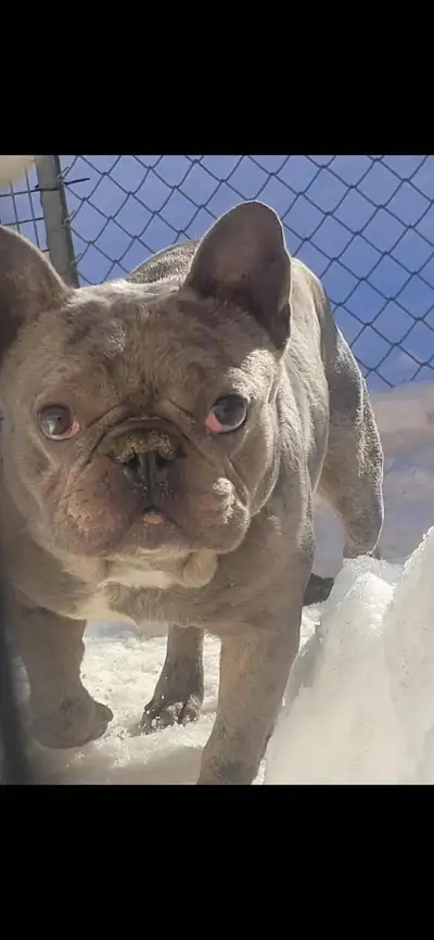 Adult male Lilac Merle French Bulldog, View more