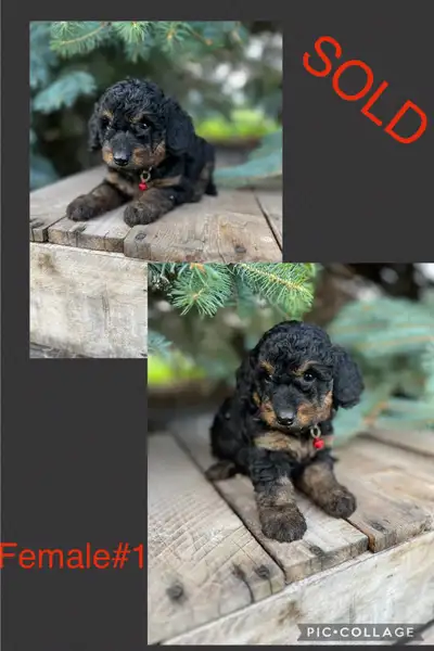 Mini Goldendoodle, View more