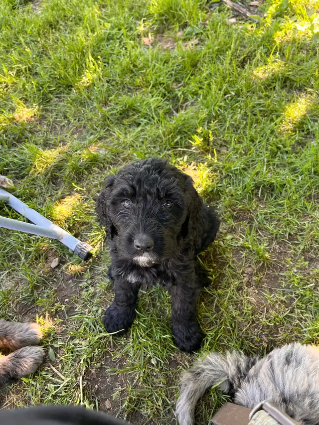 Goldendoodle in Dogs & Puppies for Rehoming in Sherbrooke - Image 7