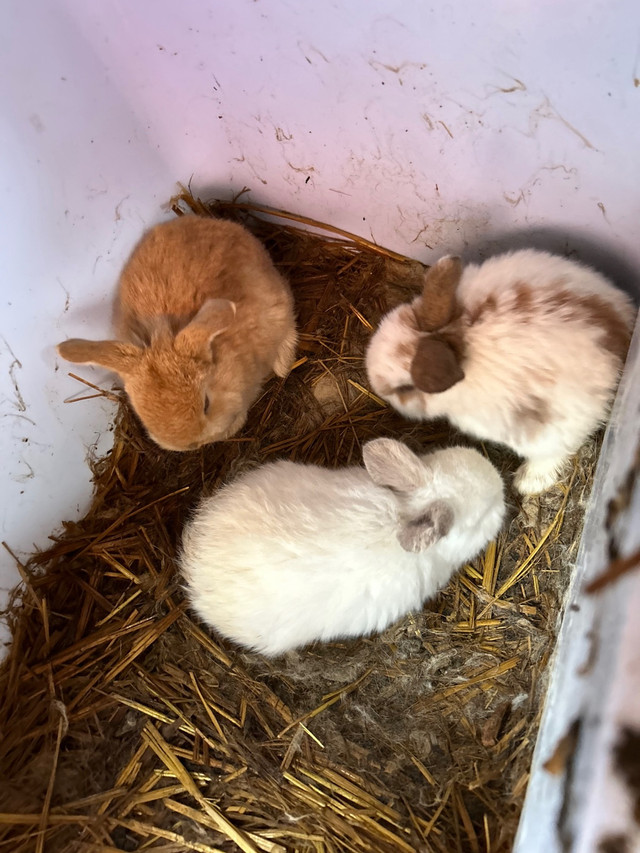Baby bunnies  in Small Animals for Rehoming in Moose Jaw - Image 2