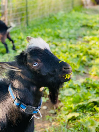 Two year old Blue eyed Nigerian dwarf buck goat