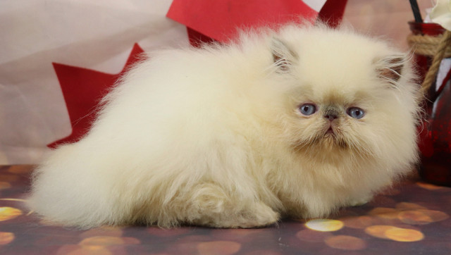3 HIMALAYAN kittens left in Cats & Kittens for Rehoming in Ottawa