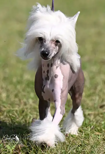 Chinese Crested Adults, View more