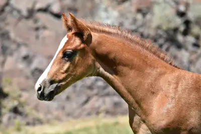 Cowbred AQHA Colt, View more