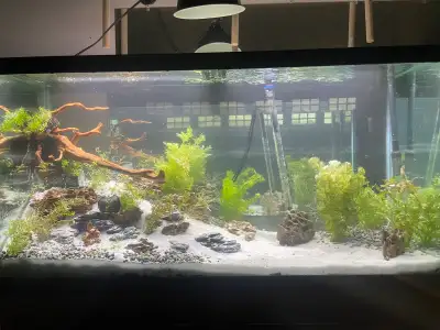 95 Gallon with stand and all accessories, View more