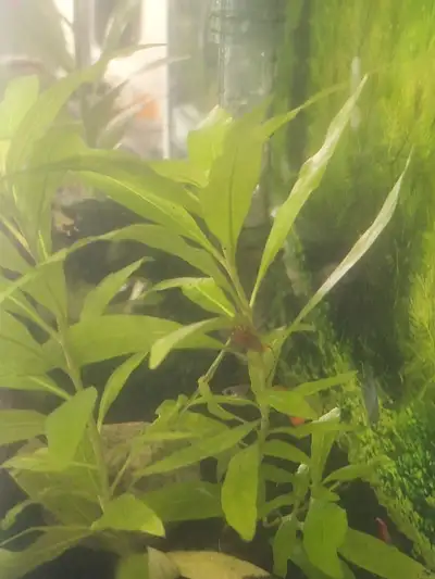 EASY Aquarium Hygrophila--2 rooted stems. jarvis/wellesley, View more