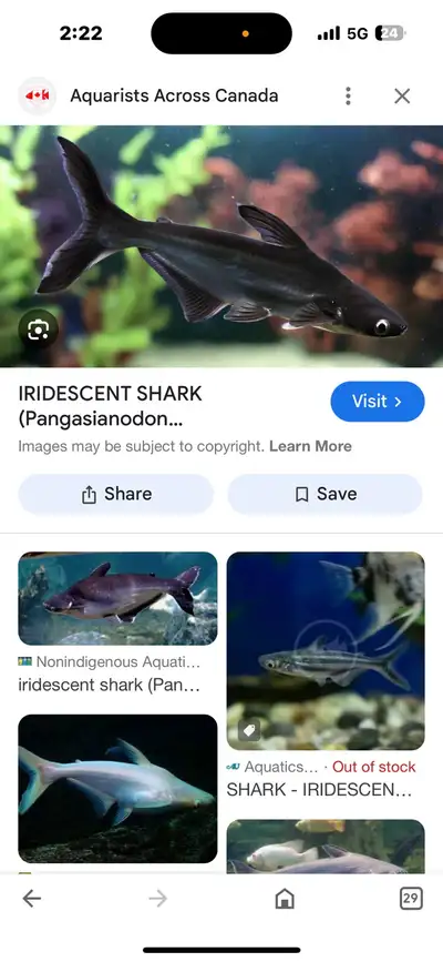 wanted ID sharks , View more