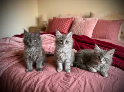 Maine Coon x Kittens, View more
