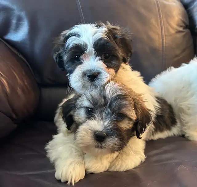 Puppies looking for their furever home! in Dogs & Puppies for Rehoming in Oakville / Halton Region - Image 3