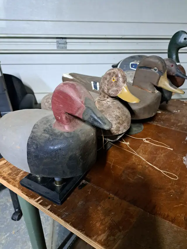 Wood duck decoys in Fishing, Camping & Outdoors in Sarnia - Image 5