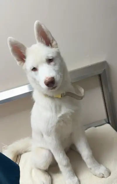 siberian husky female in Dogs & Puppies for Rehoming in Ontario