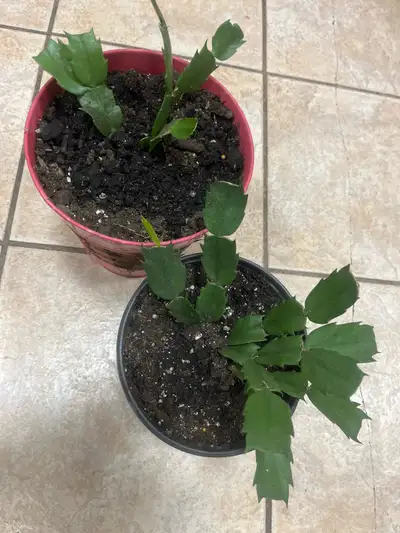 Christmas Cactus 2 pot, View more