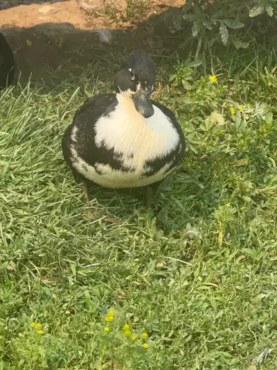 j’ai 4 jaune call Duck ( miniature canard) à vendre , View more