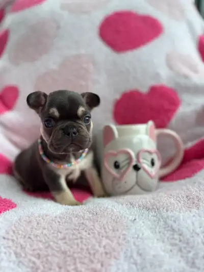 2 left! French Bulldog puppies CKC Frenchie puppy, View more