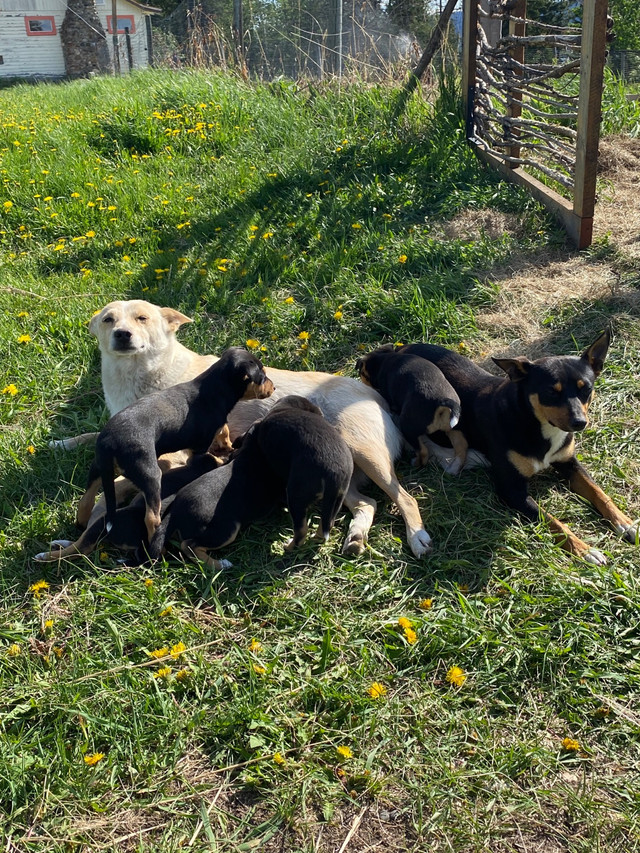 Rat terrier pups for sale!! (pre-oder) in Dogs & Puppies for Rehoming in Burns Lake - Image 3